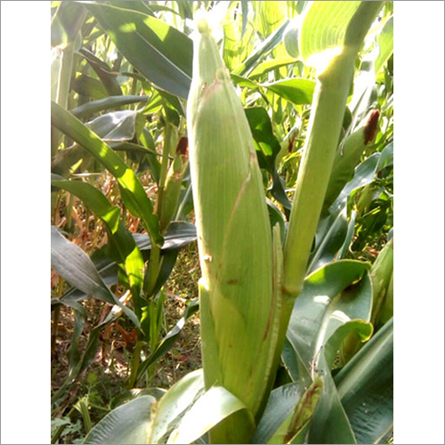 Hybrid Corn Seeds