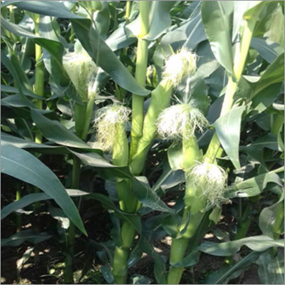 Hybrid Maize Seeds