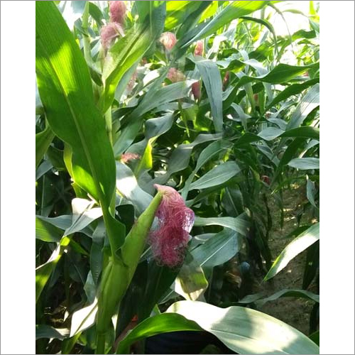 Cornetto-7332 Hybrid Maize Seeds