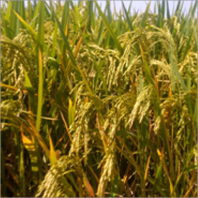 Hybrid Paddy Seeds