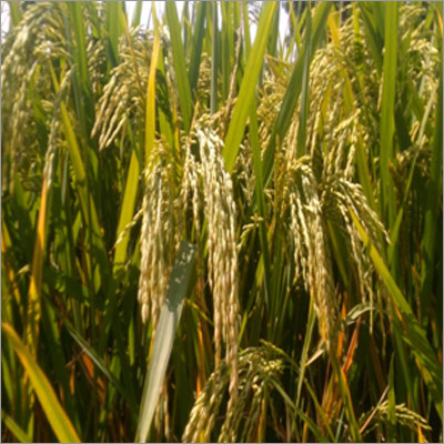 Padmini Hybrid Paddy Bats Seeds