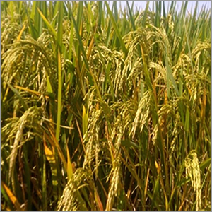 Hybrid Paddy Seeds