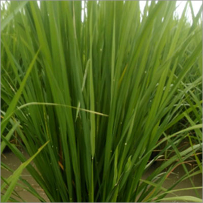 Improved Paddy Seeds