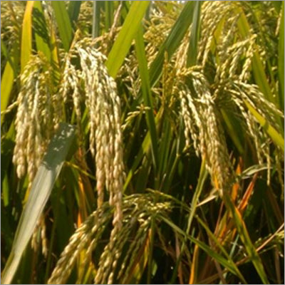 Common Paddy Wheat Seeds