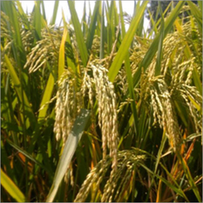Khara Sona Improved Paddy Seeds