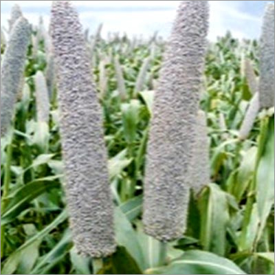 Hybrid Pearl Millet