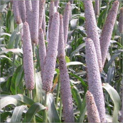 Hybrid Pearl Millet