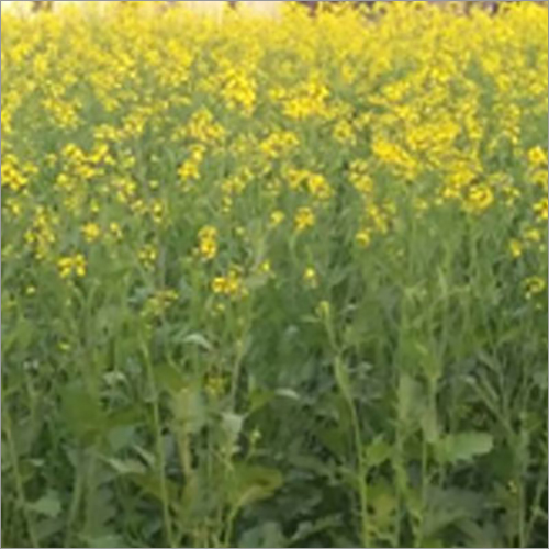 Common Hybrid Mustard Seeds