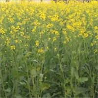 Hybrid Mustard Seeds