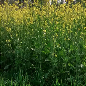 Common Sofia- F1 Mustard Oil Seeds