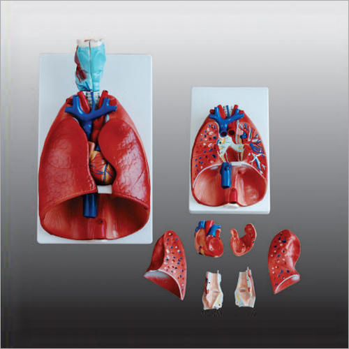 Larynx Heart and Lungs Models