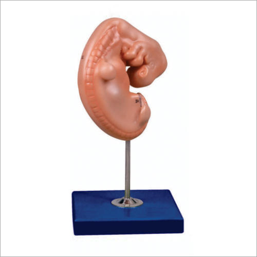 Embryo Models