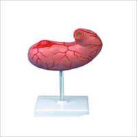 Stomach Models