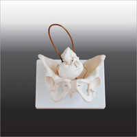 Birth Demonstration Models