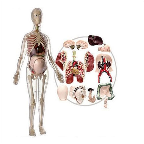 Visible Expectant Mother Anatomy Models