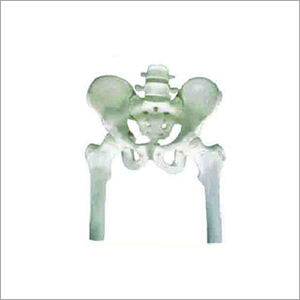 Pelvis With 2pcs Lumbar Vertebra And Femur Models