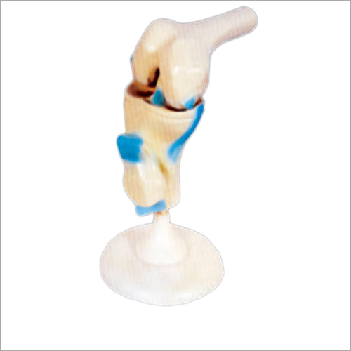 Knee Functional Joint Life Size With Muscles Models