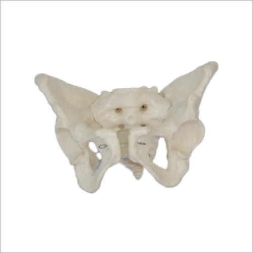 Adult Female Pelvis Models