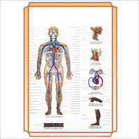 Circulatory System Models