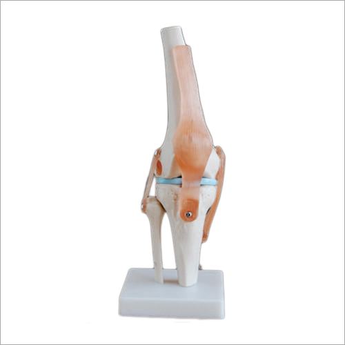 Life Size Knee Joint Models By DYNAMIC TRACOM PRIVATE LIMITED