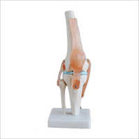 Life Size Knee Joint Models