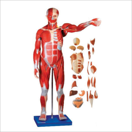 Male Muscle Figure Models with Internal Organs