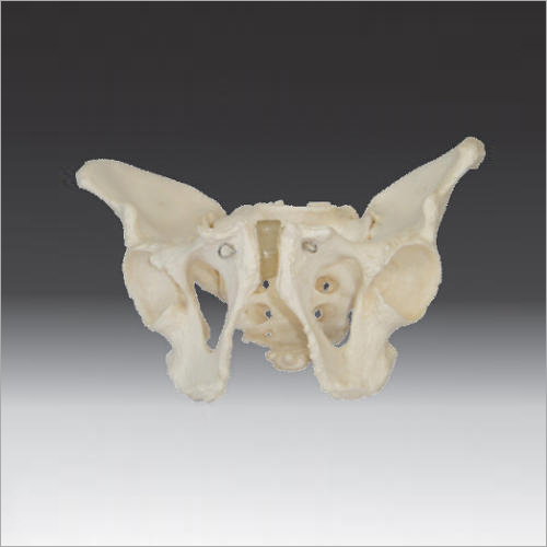 Adult Male Pelvis Models