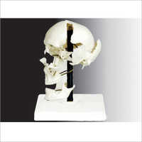 Disarticulated Skull Models