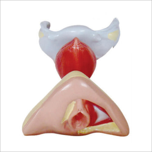 Internal and External Female Genital Organs Models