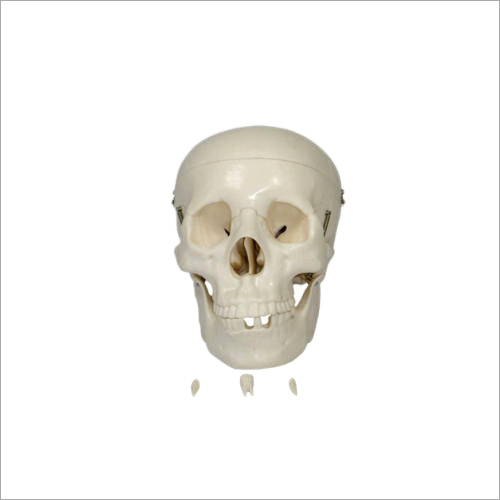 Adult Skull Life Size Models