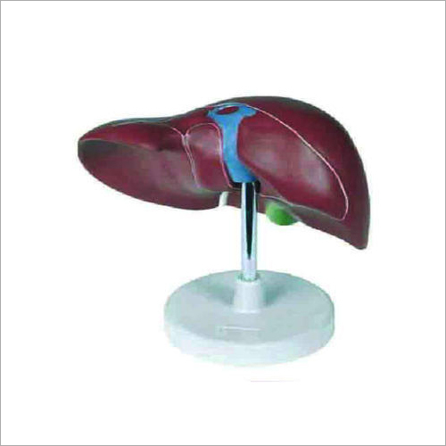 Liver Medical Educational Models