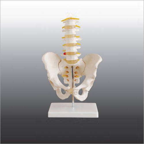 5 Pcs Lumbar Vertebrae Pelvis Models