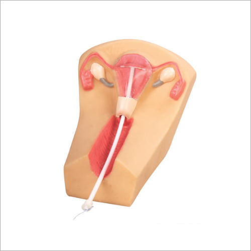 IUD Training Models