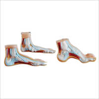 Normal Flat and Arched Foot or Foot Joint Profile Models