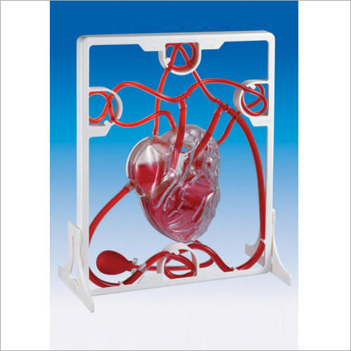 Pumping Heart Models