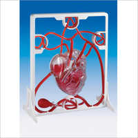 Pumping Heart Models - Durable Plastic And Transparent Acrylic, 25x20 Cm, Red And White | Detailed Heart Structure, Circulation Demonstration, Manual Operation