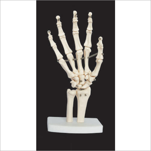 Hand Joint Life Size Models