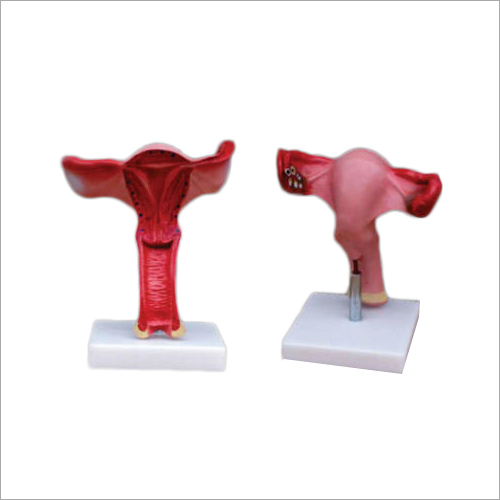 Magnified Uterus Models