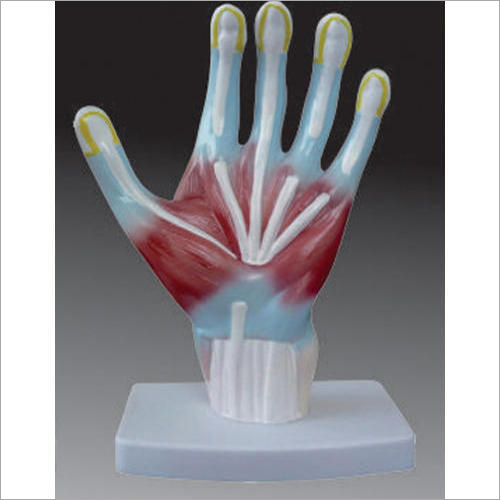 Palm Anatomy Models