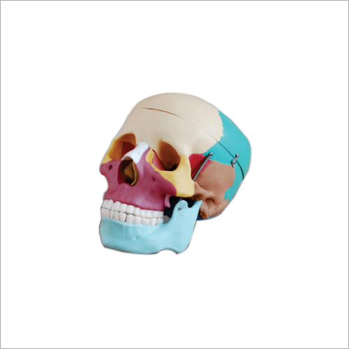Colored Adult Skull Models