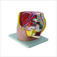 Median Section Of Female Pelvis Models - Color: Natural
