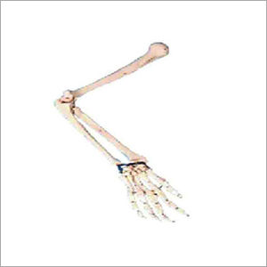 Arm Bone Models