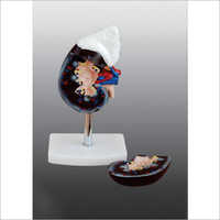 Human Kidney with Adrenal Gland Models