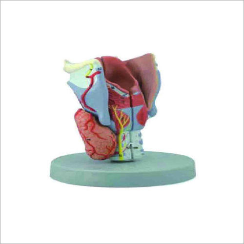 Larynx Models