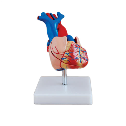 Heart Models