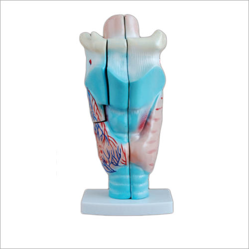 Magnified Human Larynx Models