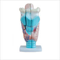 Magnified Human Larynx Models