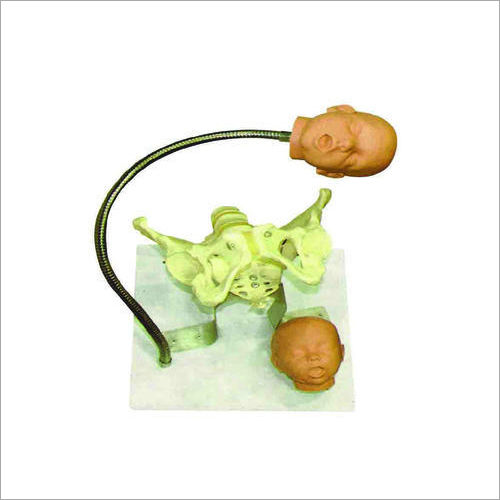 Pelvis with Fetal Heads Models