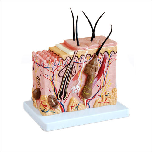 Skin Block Model Enlarged and Skin Tissue Models