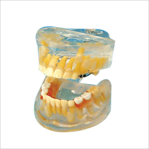 Transparent Milk Teeth Development  Dental Care Models